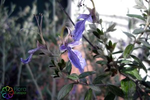 Teucrium fruticans_bewerkt